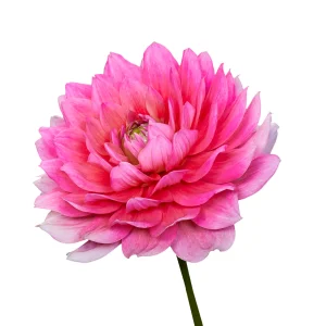 Hoa thược dược ngoại ” Dahlia Berliner Kleene “ Hoa thược dược ngoại ” Dahlia Berliner Kleene “