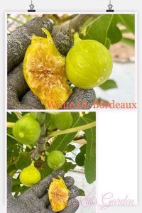 chậu sung mỹ ” White de bordeaux “ chậu sung mỹ ” White de bordeaux “