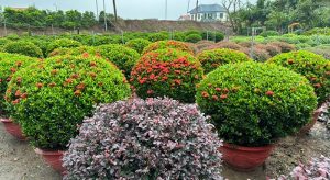 CHẬU CÂY HOA MẪU ĐƠN (HOA TRANG ) LÁ NHỎ DÁNG CÔN TRÒN CỰC ĐẸP – ĐỦ SIZE – MÀU ĐỎ, VÀNG, HỒNG CHẬU CÂY HOA MẪU ĐƠN (HOA TRANG ) LÁ NHỎ DÁNG CÔN TRÒN CỰC ĐẸP – ĐỦ SIZE – MÀU ĐỎ, VÀNG, HỒNG