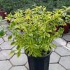 Cây giống Duranta repens Golden Edge (Chuỗi Ngọc Cẩm Thạch)