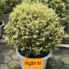 Cây Ngân Hi Ligustrum sinense ‘Swift Creek Privet’- nhập khẩu