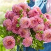 Hoa thược dược ngoại ” Dahlia Pink Suffusion “ nhập khẩu Mã P