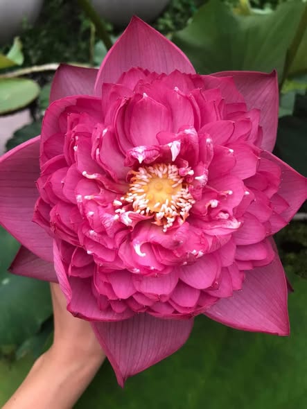 Giống Hoa Sen ” Super Pink “ Giống Hoa Sen ” Super Pink “