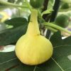 chậu sung mỹ ” Green Santa Pau – Green Santa Pau Fig “