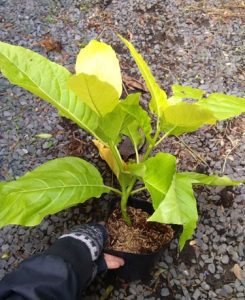 Cây Bạch Tạng – Lá Trắng Cây Bạch Tạng – Lá Trắng