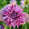 Hoa thược dược ngoại ” Dahlia Hi Trio “ nhập khẩu Mã P