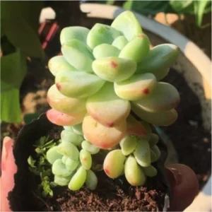 SEN ĐÁ ” Sỏi Thiên Thanh Đẹp Nhẹ Nhàng ” - cây đủ size - NHẬP KHẨU SEN ĐÁ ” Sỏi Thiên Thanh Đẹp Nhẹ Nhàng ” - cây đủ size - NHẬP KHẨU