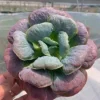 SEN ĐÁ ” Sen Đá Thịt Bò ” – cây đủ size – NHẬP KHẨU
