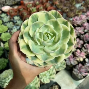 SEN ĐÁ ” lá var đủ màu ” – cây đủ size – NHẬP KHẨU SEN ĐÁ ” lá var đủ màu ” – cây đủ size – NHẬP KHẨU