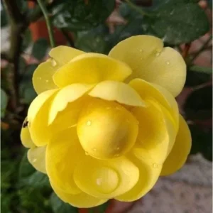 CHẬU HOA HỒNG ” Yellow Ambridge – Hồng Ngoại Anh Vàng Đậm, Thơm Ngát, Siêng Hoa “ CHẬU HOA HỒNG ” Yellow Ambridge – Hồng Ngoại Anh Vàng Đậm, Thơm Ngát, Siêng Hoa “