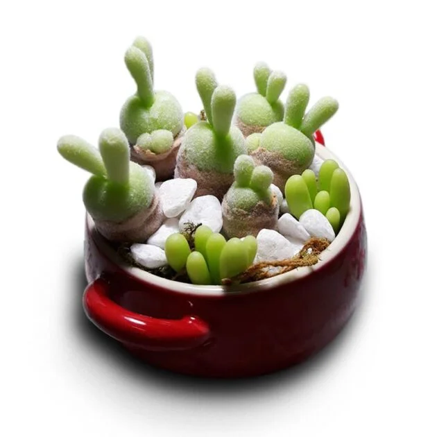 SEN ĐÁ ” Sen Đá Tai Thỏ ” – cây đủ size – NHẬP KHẨU SEN ĐÁ ” Sen Đá Tai Thỏ ” – cây đủ size – NHẬP KHẨU