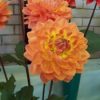 Hoa thược dược ngoại ” Dahlia Charlie Dimmock “ nhập khẩu Mã P
