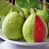 Cây giống ổi đỏ W4 – nhập khẩu