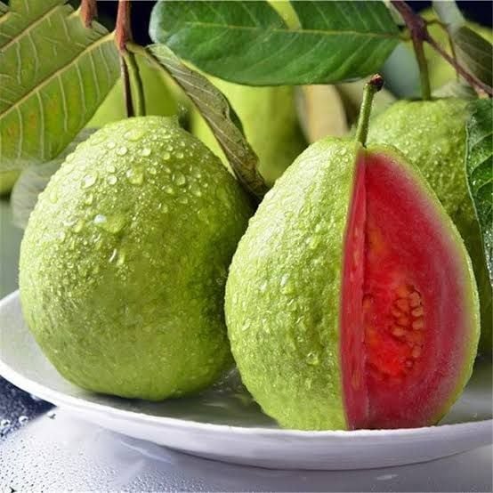 Cây giống ổi đỏ W4 – nhập khẩu Cây giống ổi đỏ W4 – nhập khẩu
