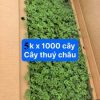 cây giống hoa bèo chùm – hoa thúy châu mixx màu – cây giống ươm vỉ