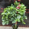 CHẬU HOA SỬ QUÂN TỬ THÂN GỖ DÁNG TREE NHẬP KHẨU