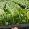 CÂY KIỂNG LÁ , CÂY PHONG THỦY : ” cây lan ý cẩm thạch (Spathiphyllum Sensation Variegata) “ – nhập khẩu – cây giống ra vỉ ươm mô