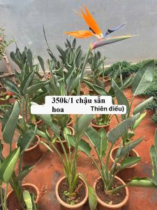 CHẬU HOA THIÊN ĐIỂU MÀU VÀNG CAM – CHẬU SIZE TO , CÂY SẴN HOA – NHẬP KHẨU