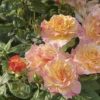 CÂY HOA HỒNG NGOẠI ” Rosa Aquarell® ” – NHẬP KHẨU