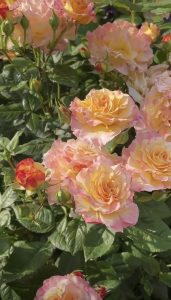 CÂY HOA HỒNG NGOẠI ” Rosa Aquarell® ” – NHẬP KHẨU CÂY HOA HỒNG NGOẠI ” Rosa Aquarell® ” – NHẬP KHẨU