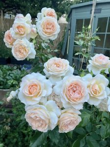 CÂY HOA HỒNG NGOẠI ” Chandos Beauty (tên đăng ký: Harmisty) (Chandos Beauty / Sweet Love ) ” – NHẬP KHẨU CÂY HOA HỒNG NGOẠI ” Chandos Beauty (tên đăng ký: Harmisty) (Chandos Beauty / Sweet Love ) ” – NHẬP KHẨU