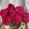 CÂY HOA HỒNG NGOẠI ” PINK’N PRETTY ROSE ” – NHẬP KHẨU