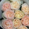 CÂY HOA HỒNG NGOẠI ” ROYAL ROMANCE ” – NHẬP KHẨU