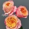 CÂY HOA HỒNG NGOẠI ” Victoria Peach ” – NHẬP KHẨU