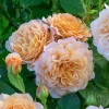 CÂY HOA HỒNG NGOẠI ” Rosa Grace (Hoa hồng Anh) ” – NHẬP KHẨU