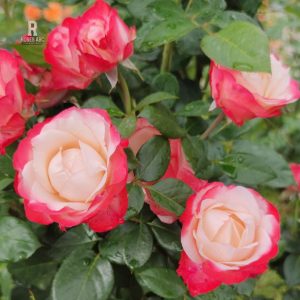 CÂY HOA HỒNG NGOẠI ” Rosa Tancho ” – NHẬP KHẨU CÂY HOA HỒNG NGOẠI ” Rosa Tancho ” – NHẬP KHẨU